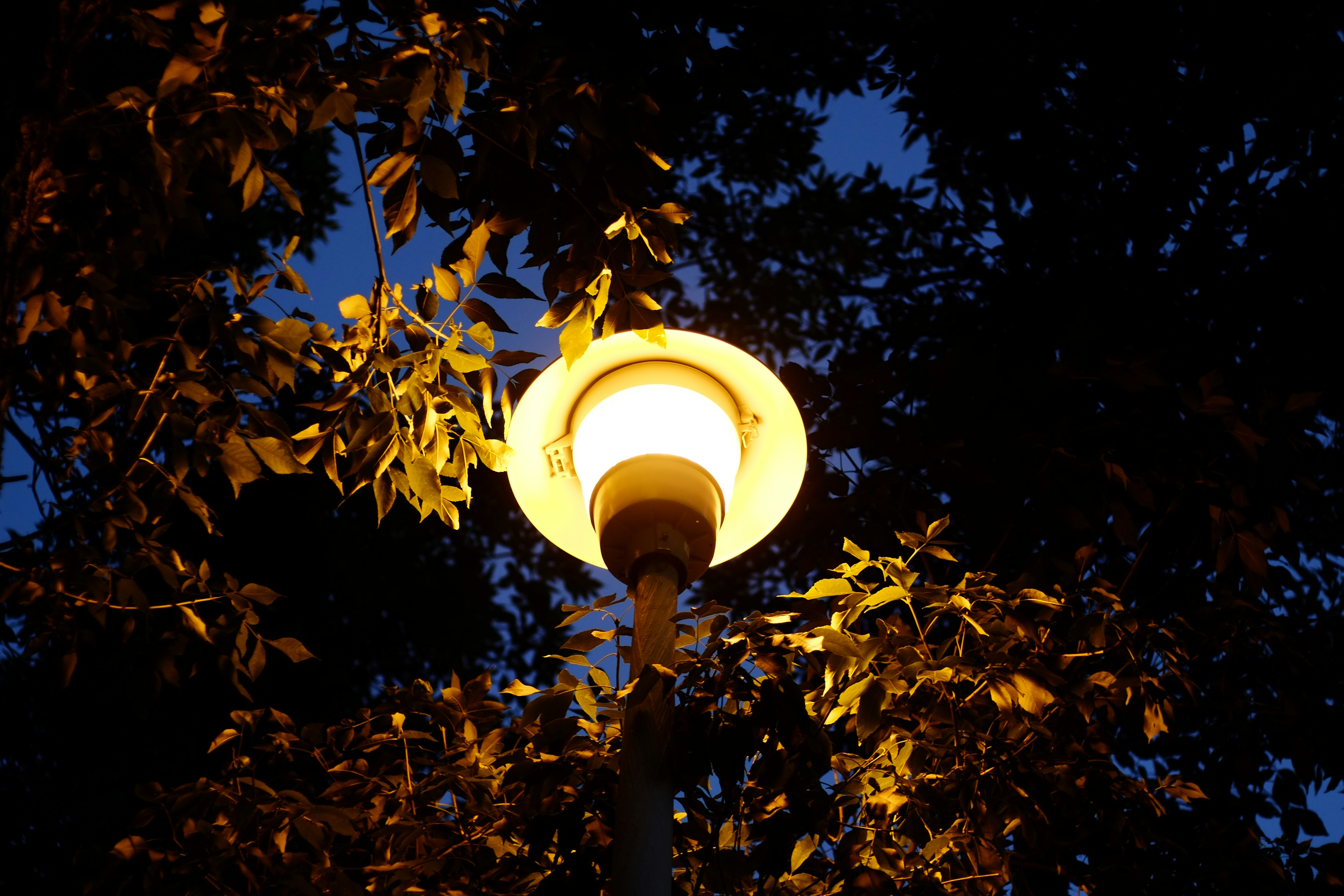 Streetlight surrounded by trees